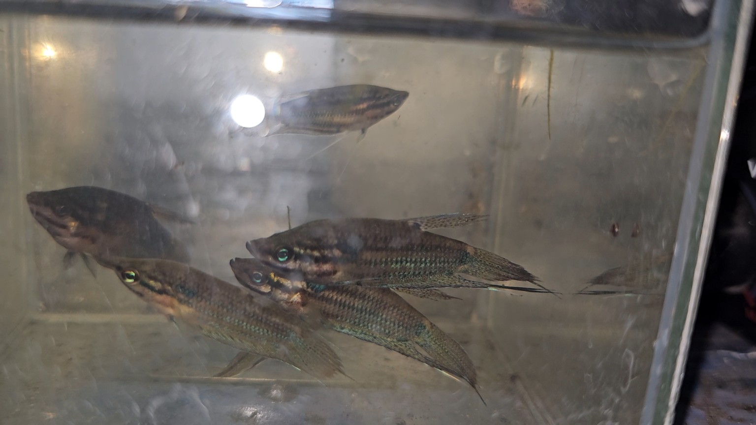 ภาพ Trichopsis vittata